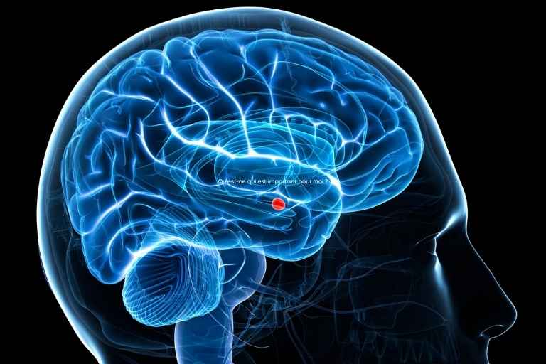 Le cerveau d'une perfectionniste : l'amygdale en mode survie