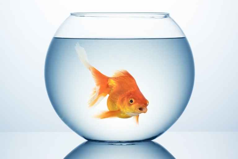 L'illusion du plafond de verre : comme un poisson dans son bocal
